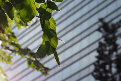 Close-up of green leaves