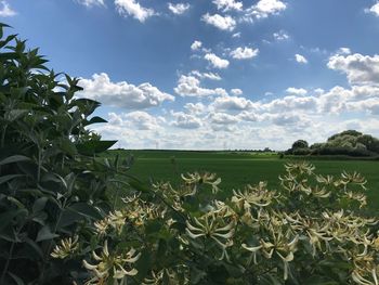 Scenic view of field against sky