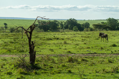 Wildebeest in a green landscape