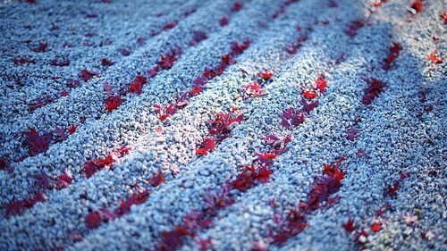 Full frame shot of snow on field