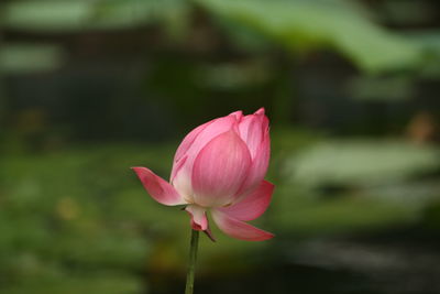 
close-up of pink lotus
