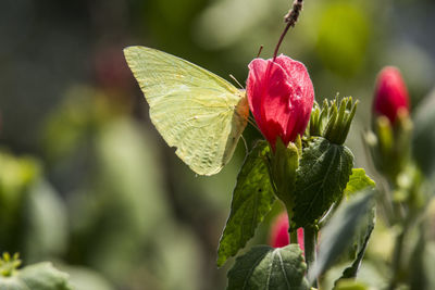 Close-up of butterfly on flower