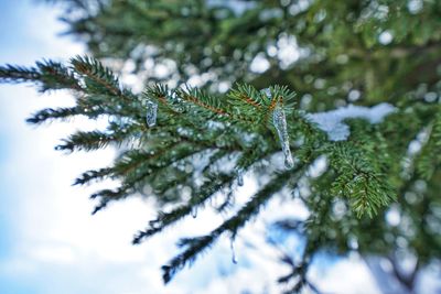 Close-up of pine tree during winter