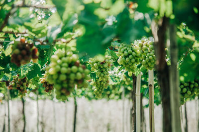Close-up of berries growing on plant