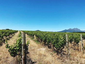 Scenic view of landscape against clear blue sky