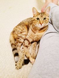 Portrait of cat sitting on bed