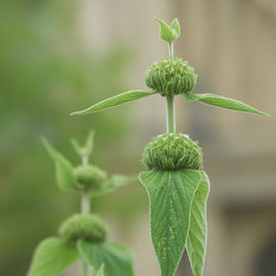 Close-up of the bud of the jerusalem sage, phlomis russeliana, with leaves, blurred background
