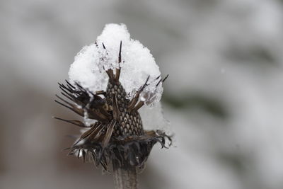 Close-up of dried plant during winter