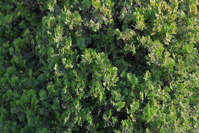 Plants growing outdoors