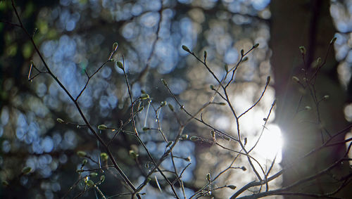 Close-up of flowers on tree