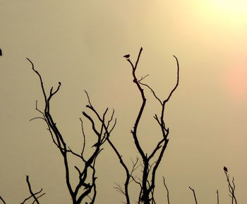 Low angle view of silhouette bare tree against sky during sunset