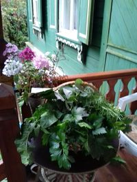 Close-up of plants on table