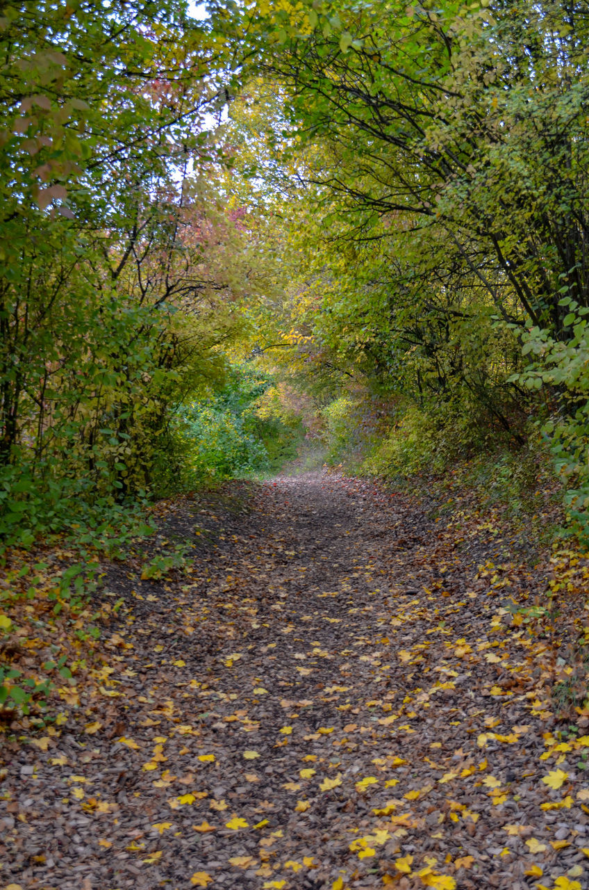 ROAD AMIDST TREES IN FOREST