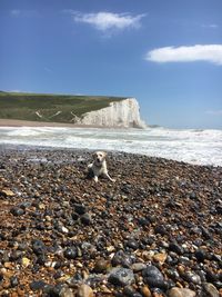Lizard on pebbles at beach against sky