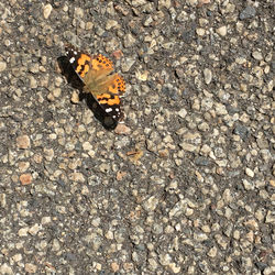 High angle view of butterfly on stone