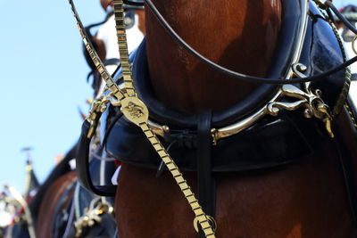 Low angle view of brown horse wearing bridle