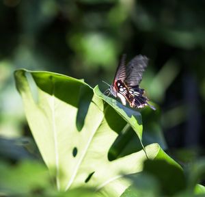 Close-up of insect on plant