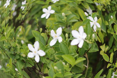 Close-up of white flowers