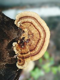 Close-up of snail on mushroom