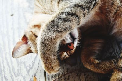 Close-up of a cat sleeping