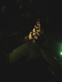 Close-up of illuminated tree against sky at night