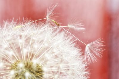 Close-up of dandelion on plant