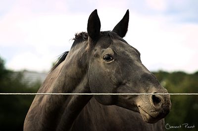 Close-up of horse on field against sky