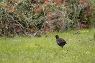 High angle view of bird perching on grass