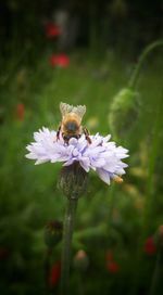 Close-up of bee perching on flower