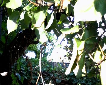 Plants growing on tree