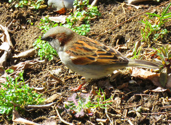 High angle view of bird perching on field
