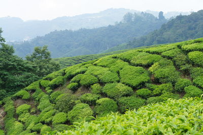 Scenic view of tea plantation during foggy weather