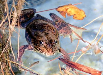 Close-up of turtle swimming in lake