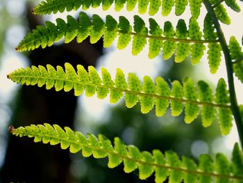 Close-up of fern leaves