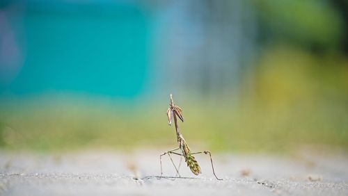 Close-up of insect