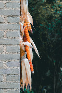 Close-up of dead fish hanging on plant