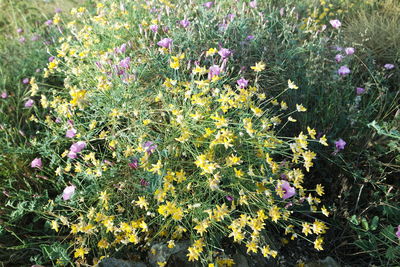 Full frame shot of plants