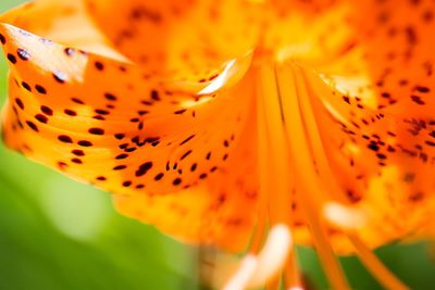 Close-up of orange flower