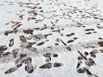 Texture of shoes walking on snow background