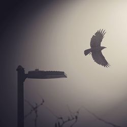 Low angle view of eagle flying against sky during winter