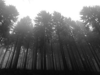 Low angle view of trees in forest against sky