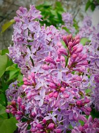 Close-up of pink flowers