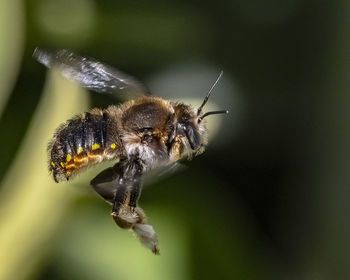 Close-up of bee pollinating flower