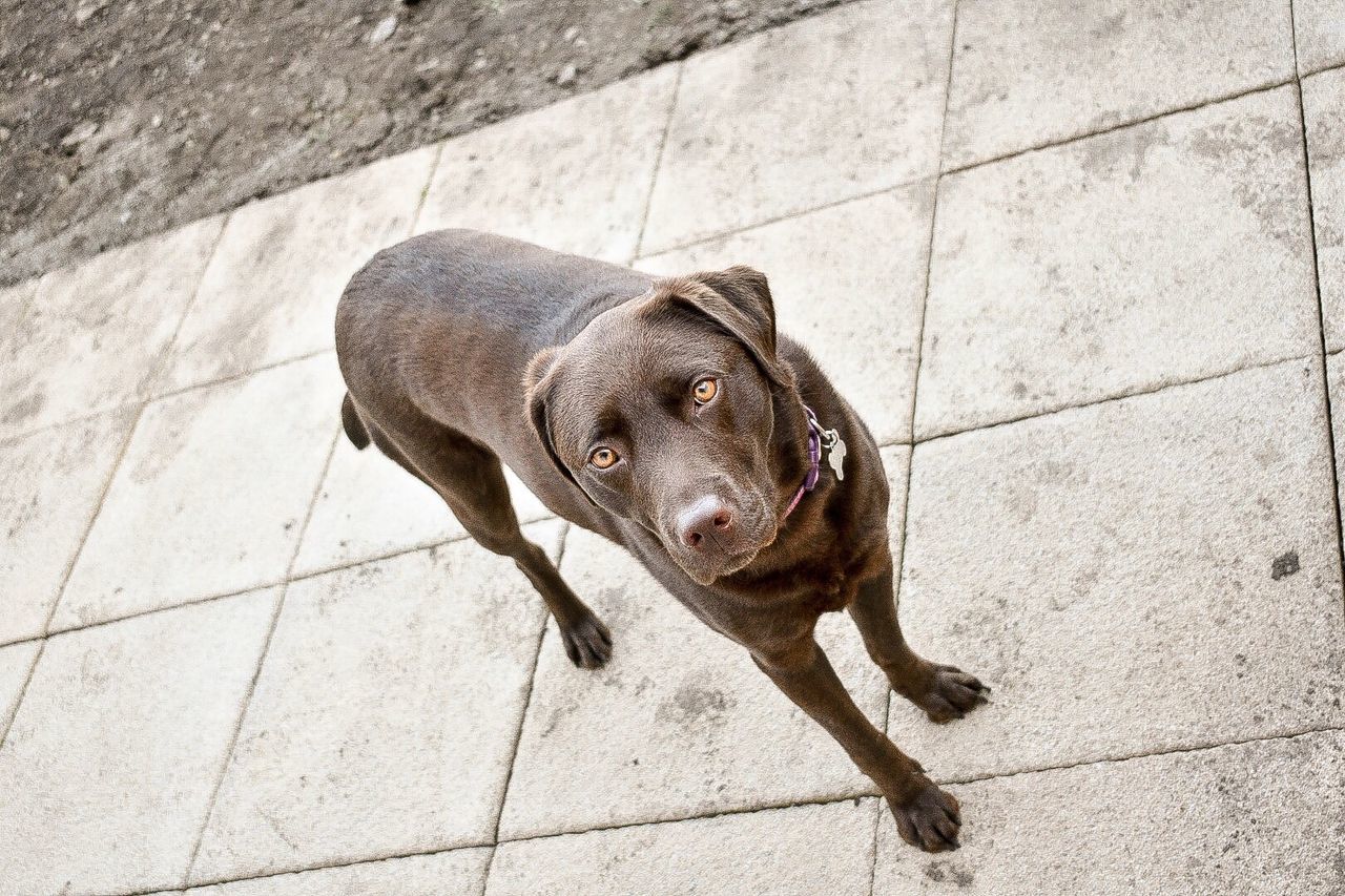 dog, pets, one animal, domestic animals, animal, sidewalk, mammal, animal themes, outdoors, no people, puppy, day, portrait