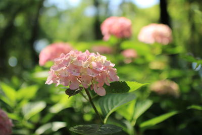 Close-up of pink flowers blooming outdoors