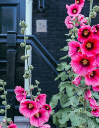 Close-up of pink flowering plant