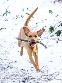 A playful yellow labrador retriever running through snowy woodland and holding a big stick in jaws