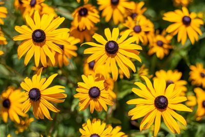 Close-up of yellow daisy flowers