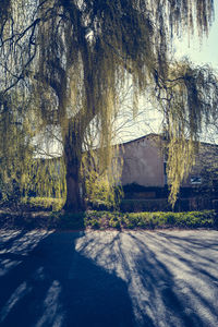 Empty road along trees