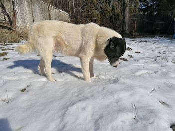 Dog standing on snow covered field